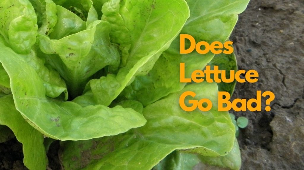 Does Lettuce Go Bad?