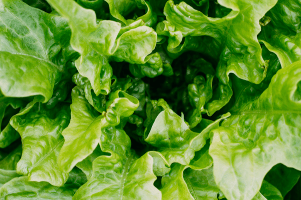 What is the Shelf-Life of Lettuce