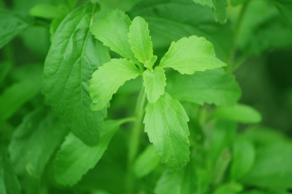 What is the Shelf-Life of Stevia