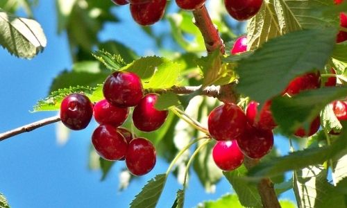 Cherries- Best Cranberry Substitutes