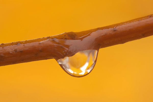 Maple Water 
