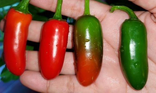 Serrano Pepper - Red Chilli substitute
