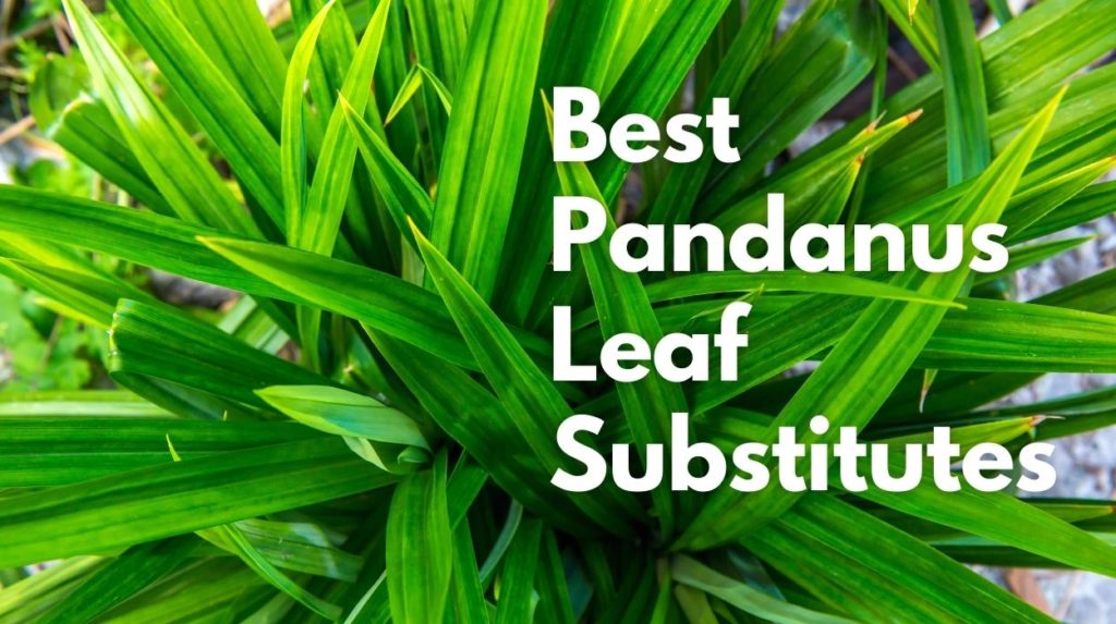 Best Pandanus Leaf Substitutes