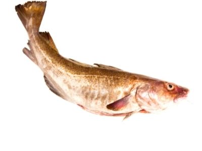 Cod Fish