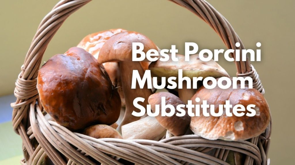 Best Porcini Mushroom Substitutes