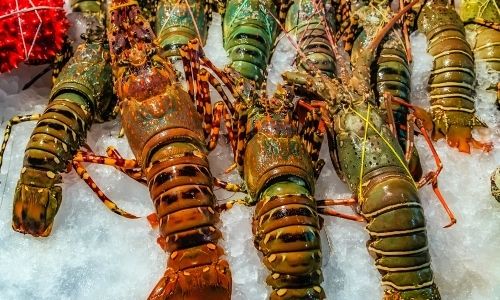 Freeze Live Lobster